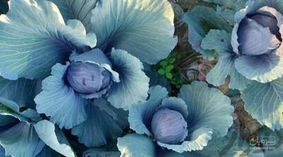 فروش کلم برگی بنفش