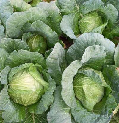 فروش کلم برگی سفید