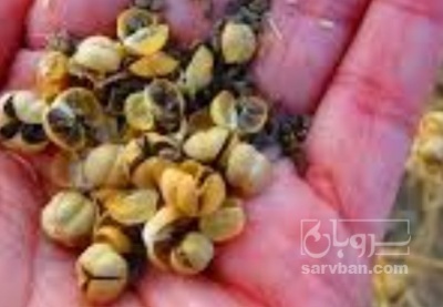 فروش  اسفند (گیاه‌ دارویی)