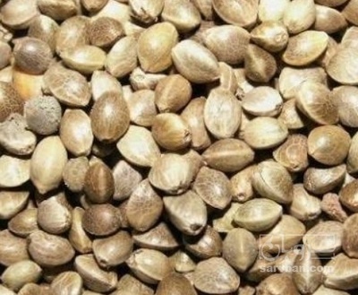 فروش شاهدانه (گیاه‌ دارویی)