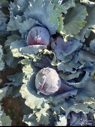 فروش کلم برگی قرمز