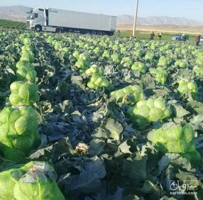 فروش کلم برگی سفید