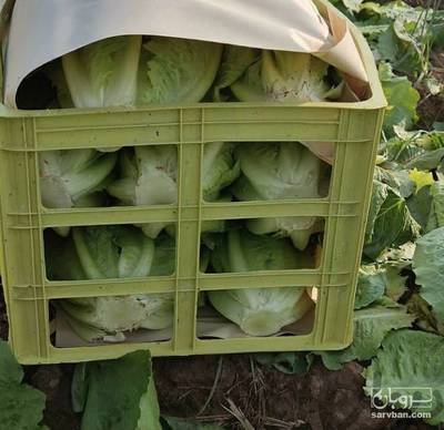 فروش کاهو رومانو