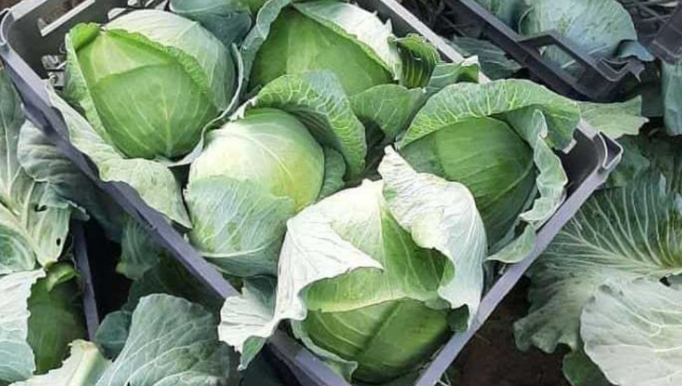 فروش کلم برگی