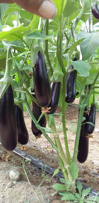 فروش بادمجان قلمی