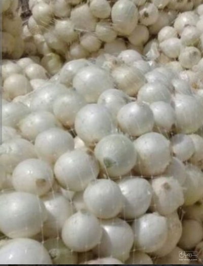 فروش پیاز سفید
