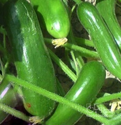 فروش خیار سبز هوای ازاد