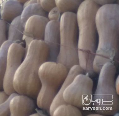 فروش کدو حلوایی