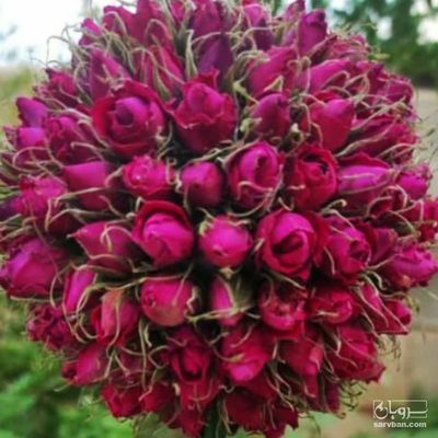 فروش غنچه گل محمدی