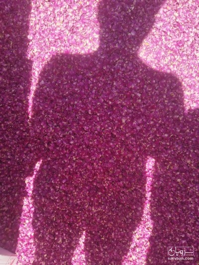 فروش گل محمدی