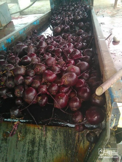 فروش چغندر لبو