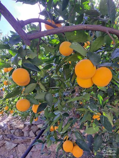 فروش پرتقال