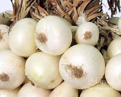 فروش پیاز سفید