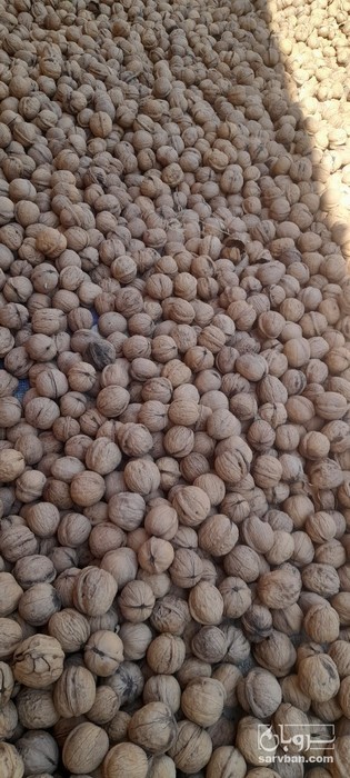 فروش گردو کاغذی