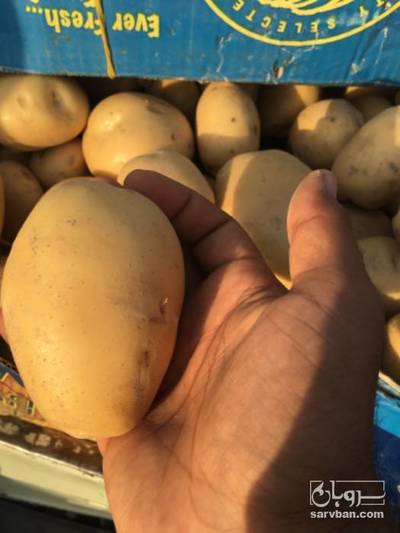 فروش سیب زمینی بامبا