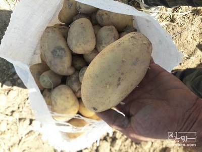 فروش سیب زمینی سانته