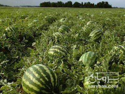 فروش هندوانه گرد