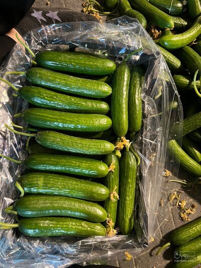 فروش خیار گلخانه ایی