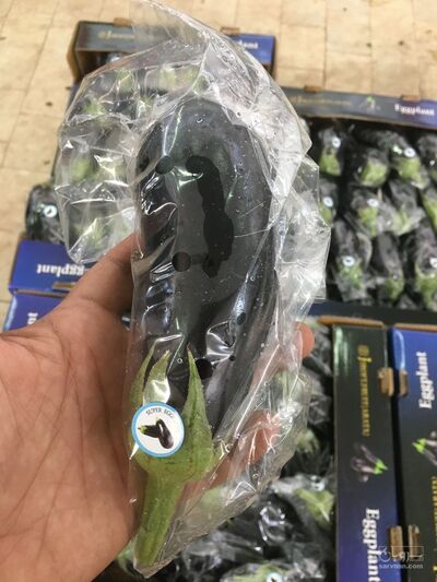 فروش بادمجان گلخانه ایی