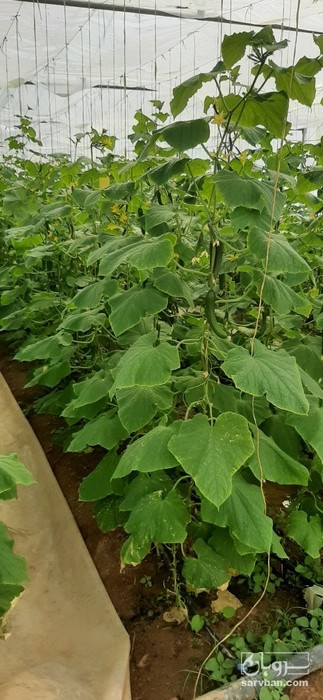 فروش خیار گلخانه ای