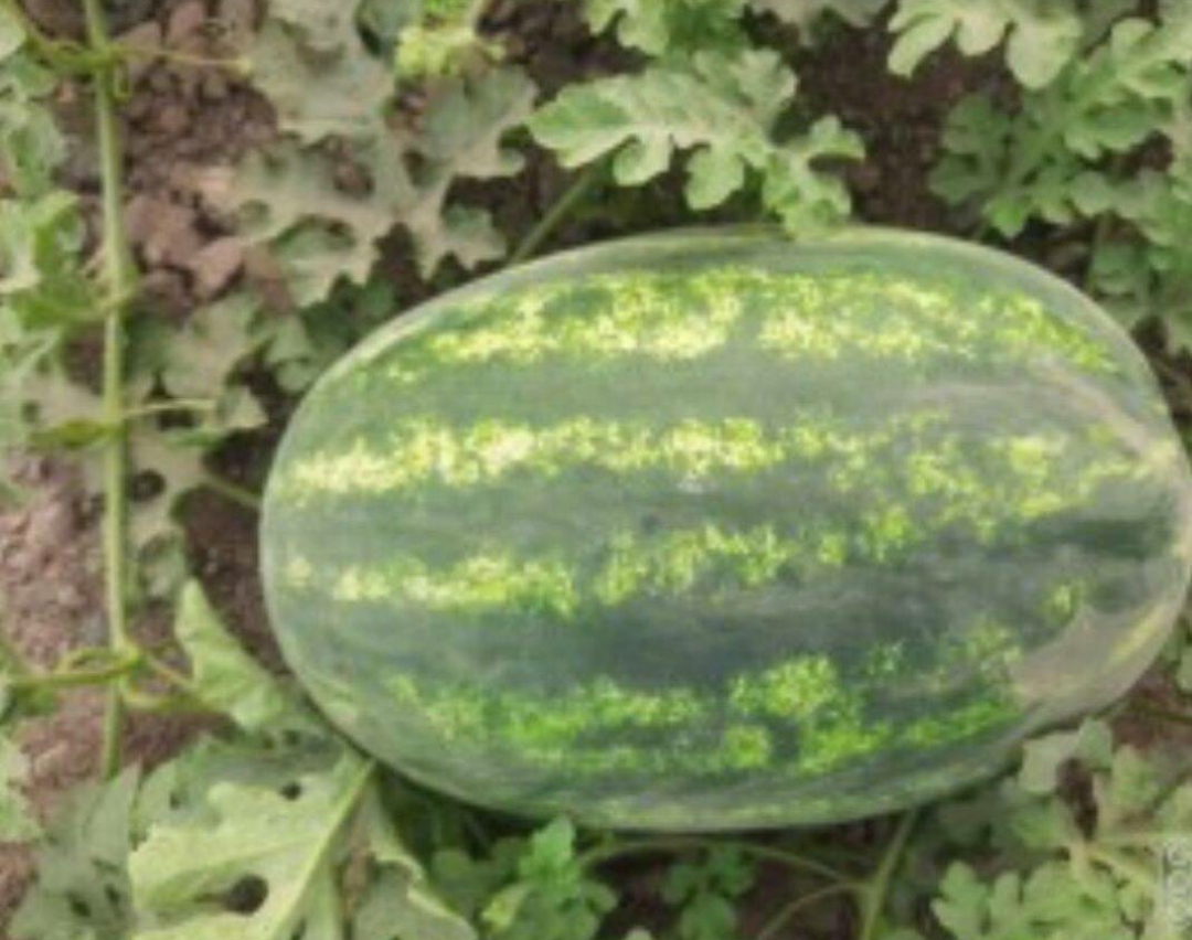 فروش هندوانه بیضی