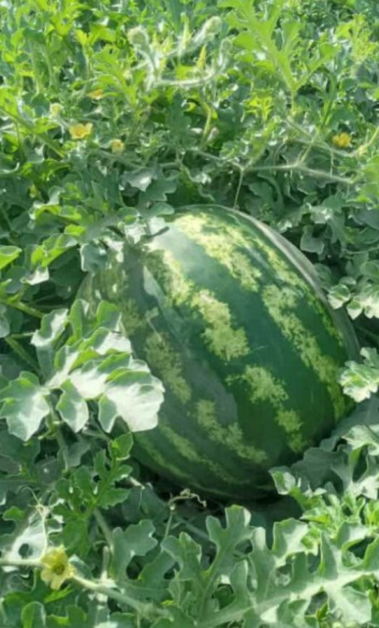 فروش هندوانه گرد