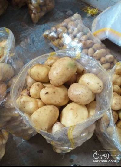 فروش سیب زمینی