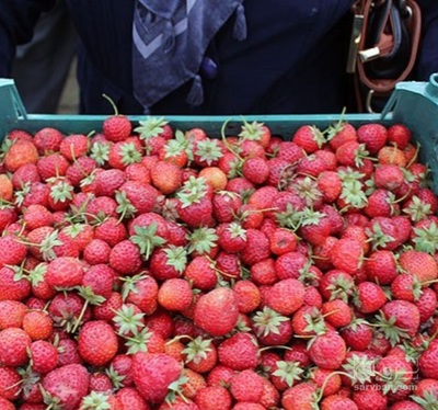 فروش توت فرنگی