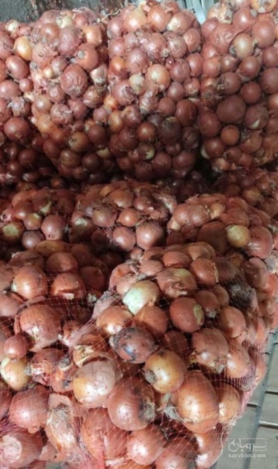 فروش پیاز طلایی