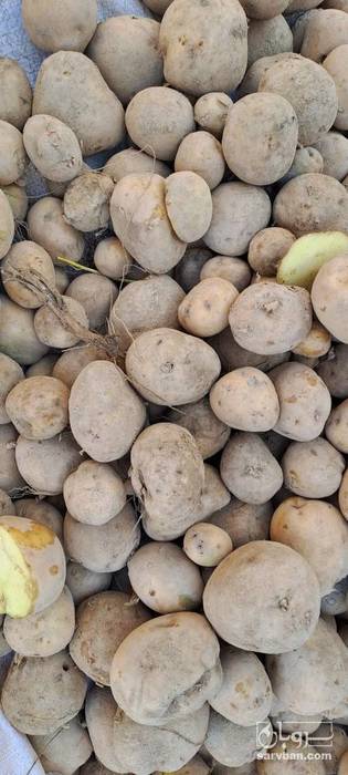 فروش سیب زمینی  بذری کلمبا