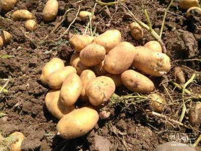 فروش سیب زمینی جلی