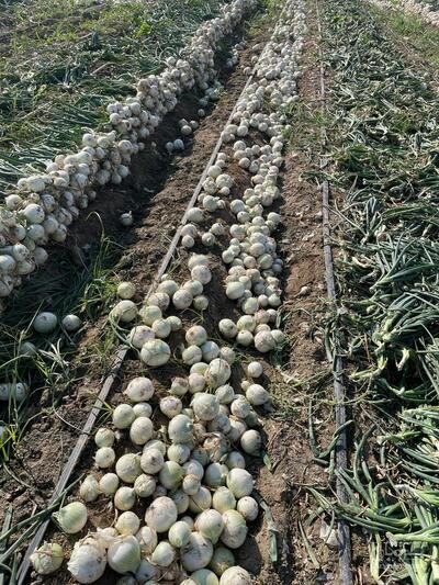 فروش پیاز سفید