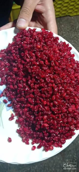 فروش زرشک اناری