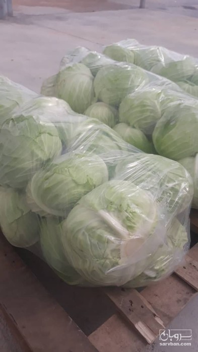 فروش کلم برگی