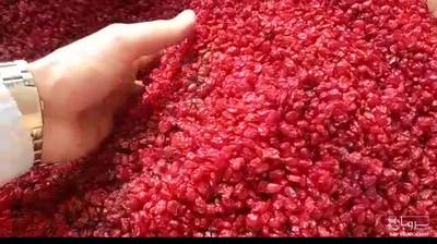 فروش زرشک زیر تالاری