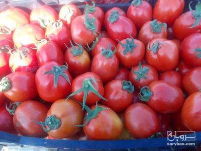 فروش گوجه فرنگی