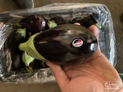 فروش بادمجان لامپی