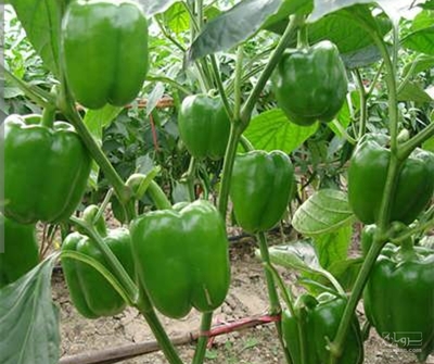 فروش فلفل دلمه ای