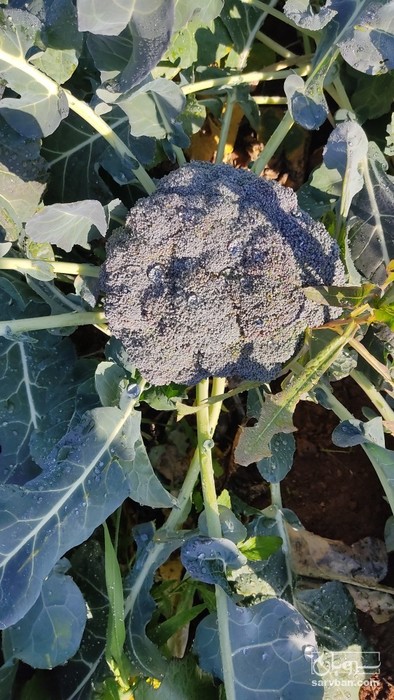 فروش کلم بروکلی