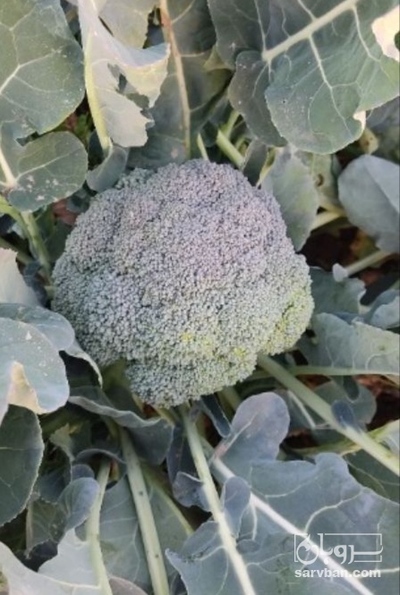 فروش کلم بروکلی