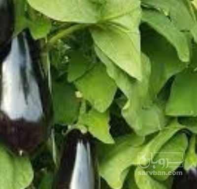 فروش بادمجان