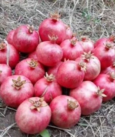 فروش انار