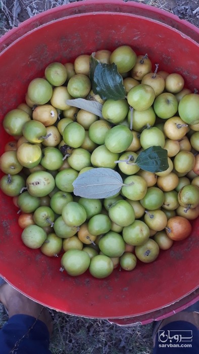 فروش کنار سیبی