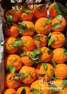 فروش نارنگی خارو