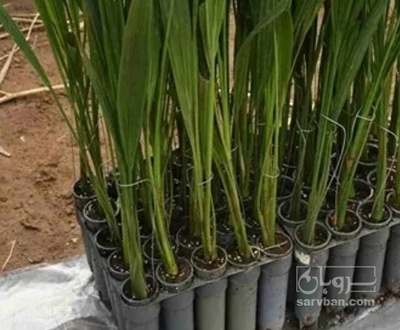 فروش نهال خرما زاهدی