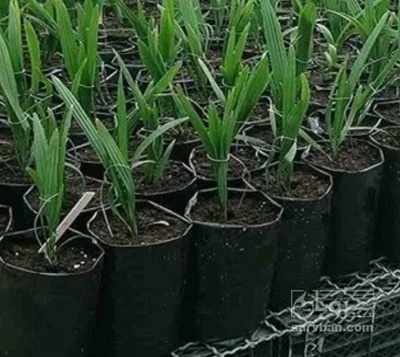 فروش نهال خرما مجول