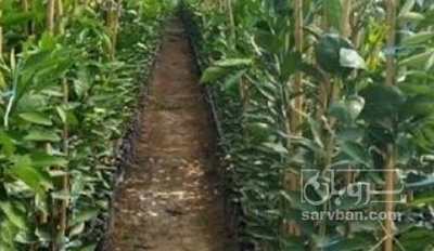 فروش نهال پرتقال