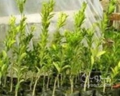 فروش نهال نارنگی