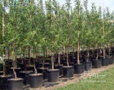 فروش نهال لیمو ترش
