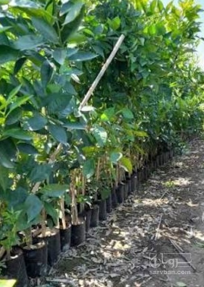 فروش نهال نارنج